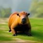 capybara 豚鼠
